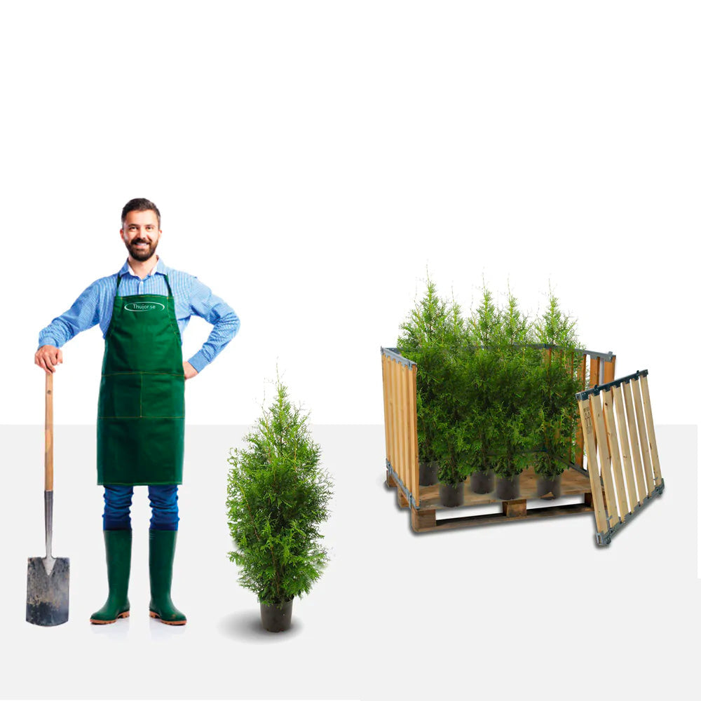 Thuja Brabant 60-80 cm, Potted Co 3, Landscape Q